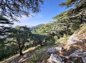 lebanon/al-shouf-cedar-nature-reserve/shop/mhimyt-arz-alshwf-ghbt-arz-albarwk