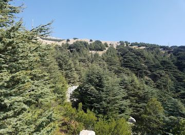 lebanon/al-shouf-cedar-nature/shop/shouf-biosphere-reserve-maasser-cedar-forest