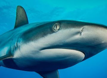 french-polynesia/rangiroa/shop/the-six-passengers