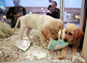 azerbaijan/nakhchivan-autonomous-republic/shop/king-of-naxcivan