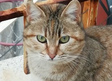 lebanon/broummana/shop/ashkar