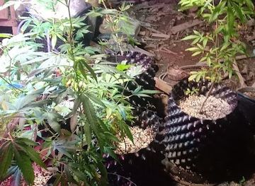 thailand/pai/shop/yensui