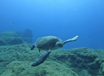 cyprus/pissouri-village/shop/jubilee-shoals