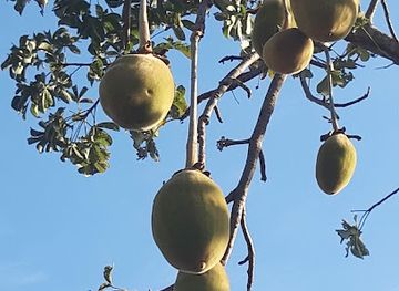 togo/kara-region/shop/marche-de-pya-hodo-place-historique