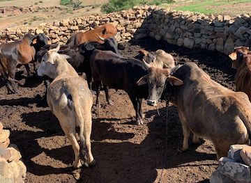 lesotho/mohale-s-hoek/shop/mohale-s-hoek-bus-stop