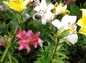 chile/chiloe-archipelago/shop/vivero-pamar