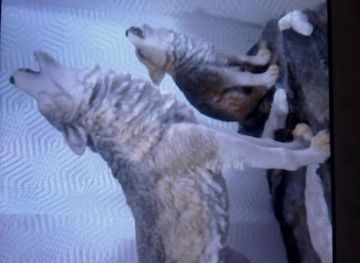 mexico/mexico-city/coyoacan/shop/artesanias-de-corazon