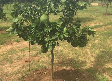 senegal/casamance/shop/ferme-agroforesterie