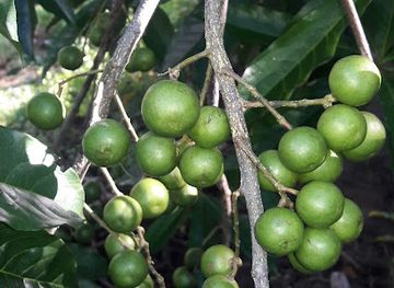 nepal/kathmandu/pashupatinath/shop/jayshambhu-rudraksha-bhandar