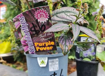 new-zealand/kaikoura/shop/kaikoura-hammer-hardware