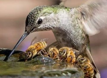 puerto-rico/isabela/shop/colibri-gift-shops
