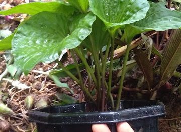 cambodia/oddar-meanchey/shop/srey-moa-s-store