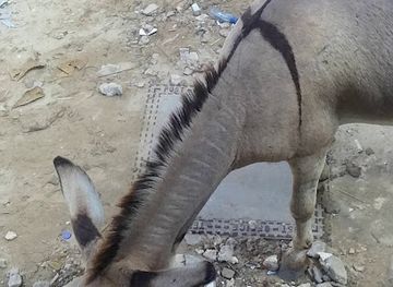 kenya/lamu-archipelago/shop/madina-shop-bajuri