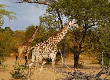 tanzania/selous-game-reserve/shop/nyerere-national-park