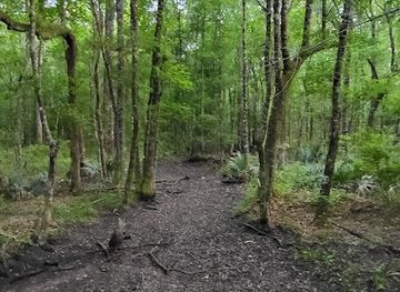 south-carolina/francis-marion-national-forest/shop/francis-marion-national-forest