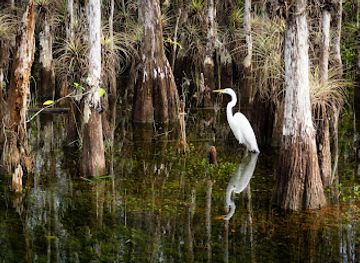 florida/big-cypress-national-preserve/shop/loop-road-scenic-drive