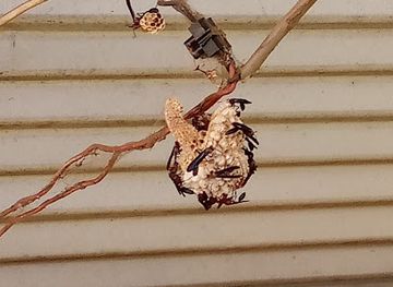 cote-d-ivoire/goh-djiboua/shop/mamadou-bobo-diallo-koubia