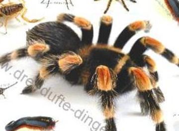 germany/altmark/shop/vogelspinnen-shop