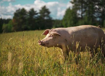 sweden/vasterbotten/shop/jarvtjarns-utegrisar-ab