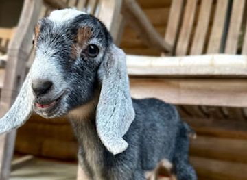 oklahoma/lake-texoma/shop/merry-meadows-farm