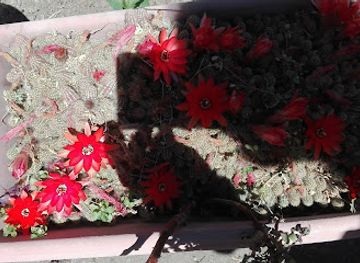 chile/norte-chico/shop/blume-tienda