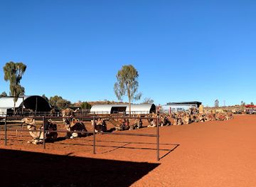 australia/uluru-kata-tjuta-national-park/shop/uluru-camel-tours