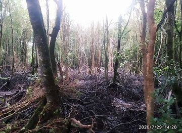 brunei/pulau-selirong-forest-reserve/shop/selirong-mangrove-forest