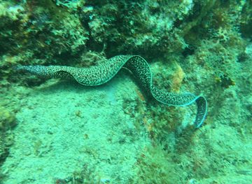 saint-kitts-and-nevis/newcastle/shop/dive-islander