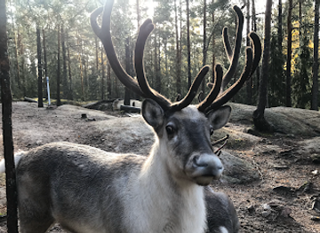 finland/nuuksio-national-park/shop/nuuksio-reindeer-park