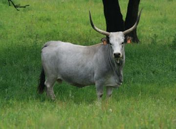 italy/maremma/shop/i-piaceri-della-maremma