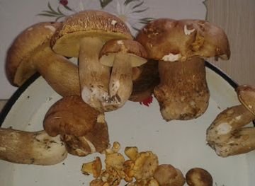 bosnia-and-herzegovina/bosnian-podrinje-canton/shop/elza-tr