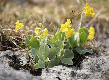 switzerland/wengen/shop/3erlei-floristik-wengen