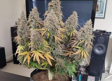 laos/vientiane/shop/ban-ma-cha-kma-chik