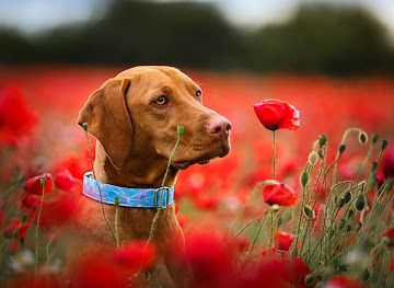 hungary/balaton-uplands/shop/millie-design