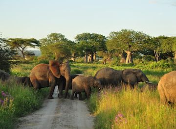 tanzania/ruaha-national-park/shop/ruaha-national-park