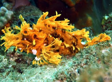 south-africa/isimangaliso-wetland-park/shop/sbdg-sodwana