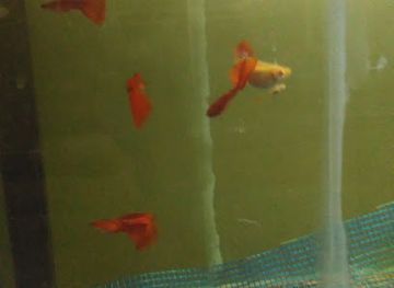 turkiye/palandoken/shop/gedik-avm