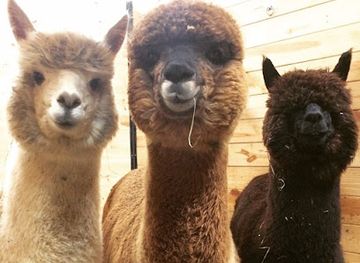 maryland/swallow-falls-state-park/shop/alpaca-acres-farm-and-fun