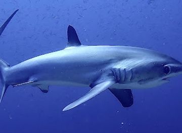 philippines/malapascua-island/shop/dive-nation-malapascua