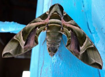 kenya/taita-hills/shop/masherere-village-farm-taita-taveta