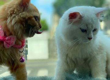 sri-lanka/colombo/slave-island/shop/zimba-exotic