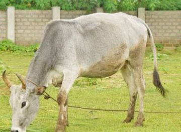 myanmar-burma/pyin-oo-lwin/shop/pyin-oo-lwin-center