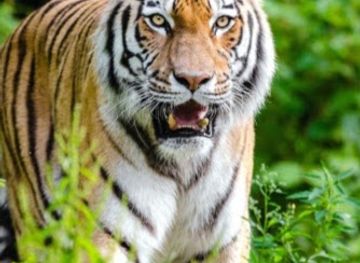 mexico/huasteca/shop/tienda-de-cecina-y-cafe-huasteco