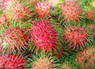 thailand/trat/shop/suan-ngor-phu-ying-ritcha