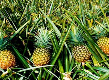 belize/sarteneja/shop/the-greenzone-ranch