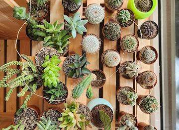 bulgaria/obzor/shop/flowers-shop