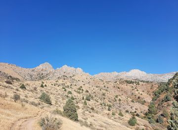 uzbekistan/tashkent-region/shop/soqoq