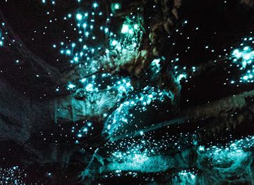 new-zealand/waitomo-caves/shop/down-to-earth-waitomo-eco-tours
