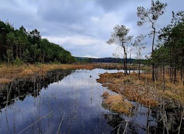 czechia/machovo-jezero/shop/narodni-prirodni-pamatka-swamp