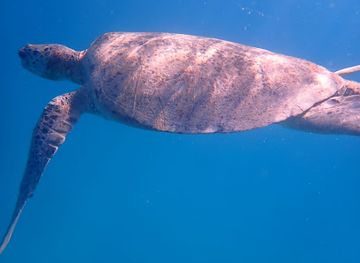 malaysia/perhentian-islands/shop/turtle-point
